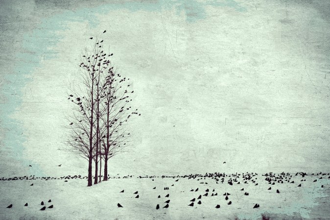 Winterbirds6_0x450.jpg