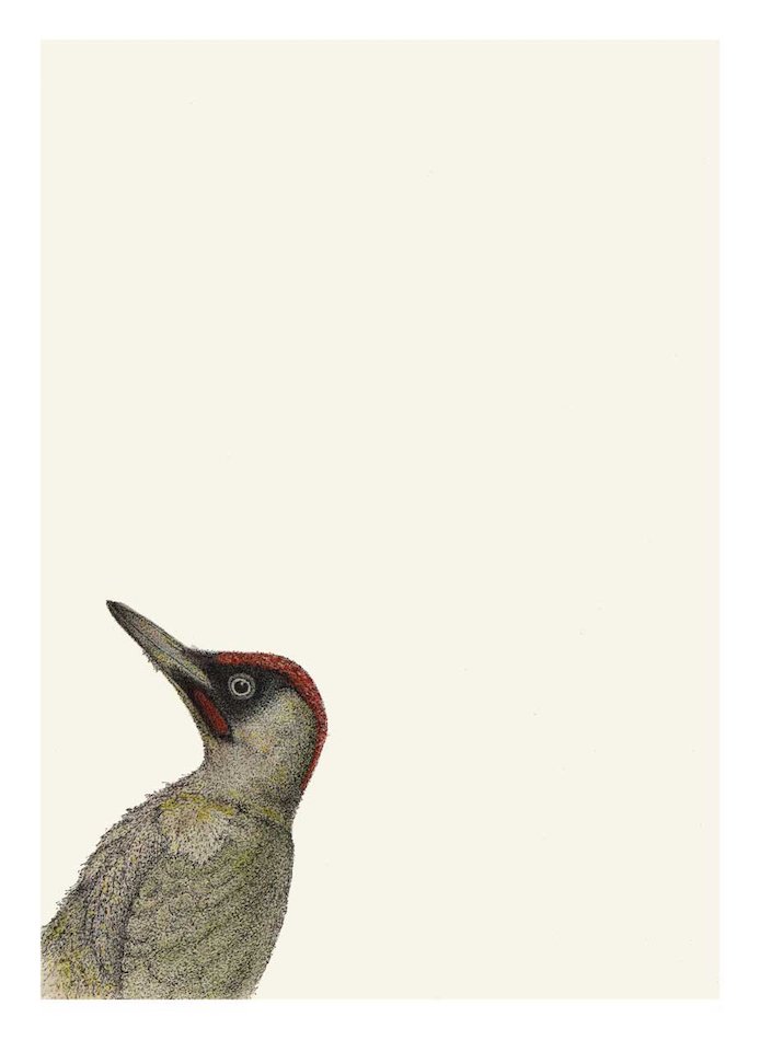 birds-woodpecker-picidae-british-artist-Anna-Vialle-negative-space-ink-watercolour-walnut-frame-contemporary-art-original-art-Yorkshire-gallery-Hope-Gallery