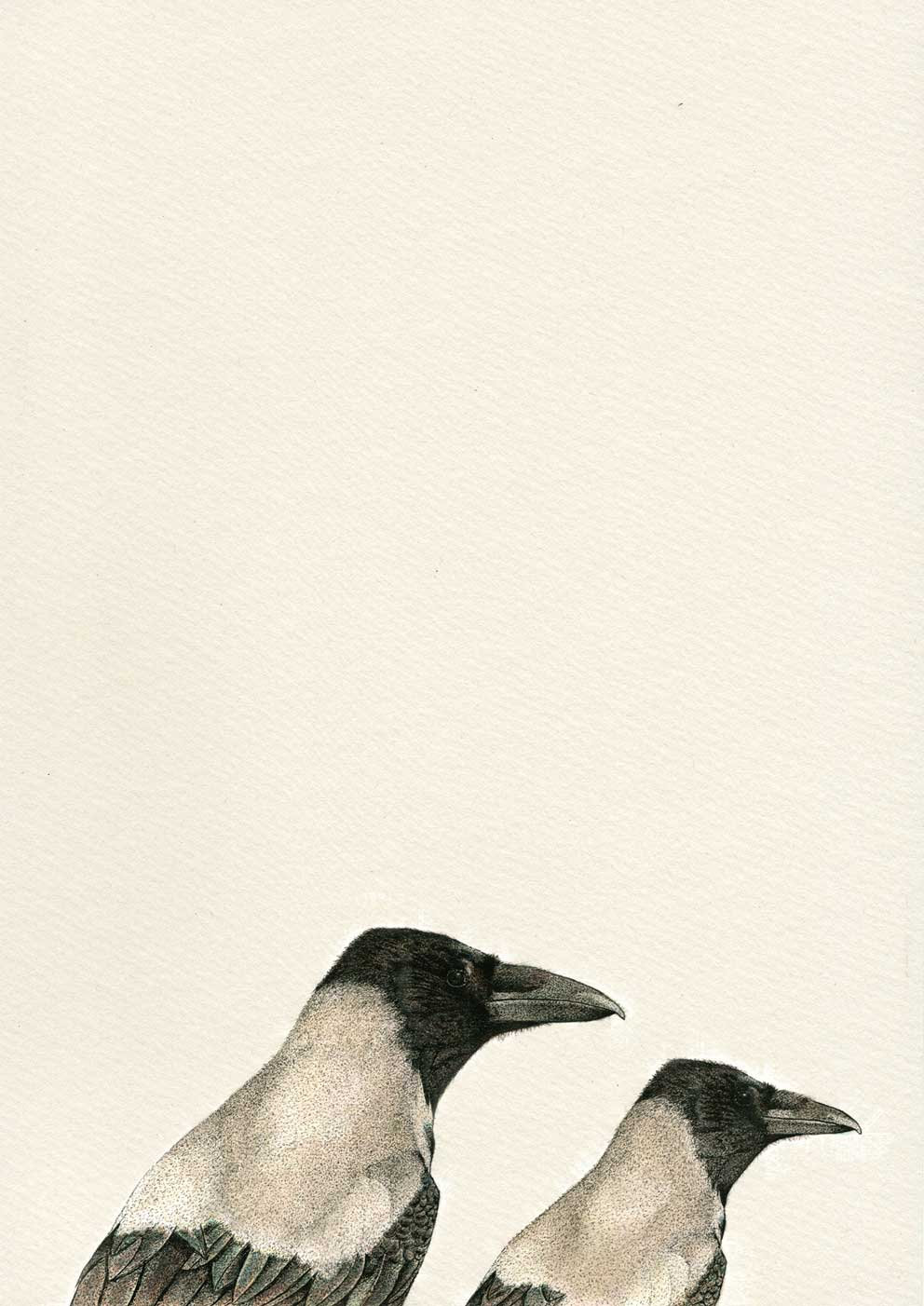 birds-Hooded-Crow-british-artist-Anna-Vialle-negative-space-ink-watercolour-walnut-frame-contemporary-art-original-art-Yorkshire-gallery-Hope-Gallery
