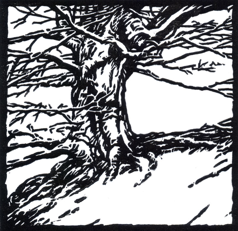 LC001 – tree – 800pix