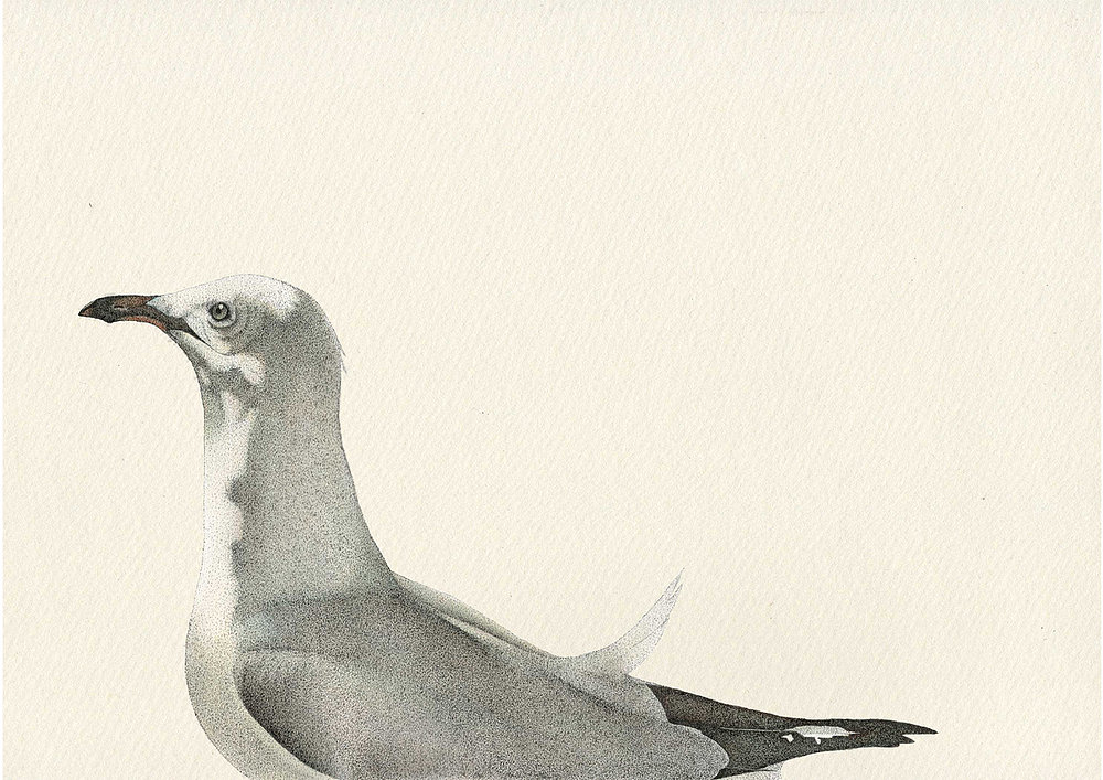 birds-seagull-british-artist-Anna-Vialle-negative-space-ink-watercolour-walnut-frame-contemporary-art-original-art-Yorkshire-gallery-Hope-Gallery