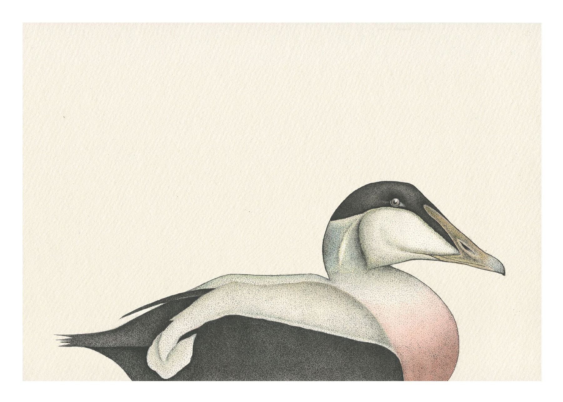 birds-Eider-duck-british-artist-Anna-Vialle-negative-space-ink-watercolour-walnut-frame-contemporary-art-original-art-Yorkshire-gallery-Hope-Gallery