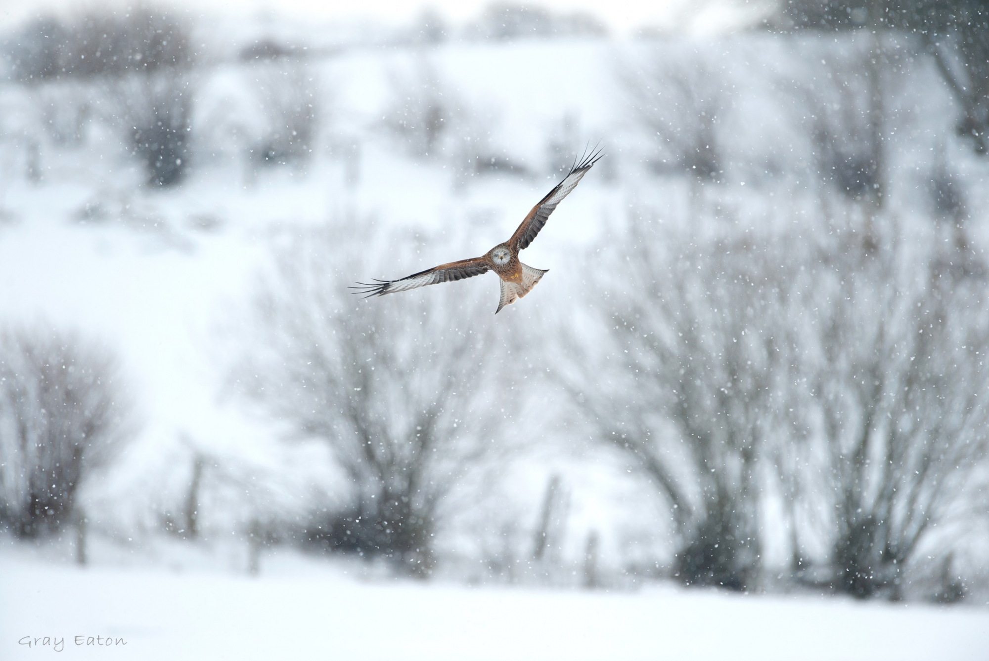 Kite, Bird of Prey, Wales, Snow, Landscape, countryside, Gray Eaton Photography, Cheshire