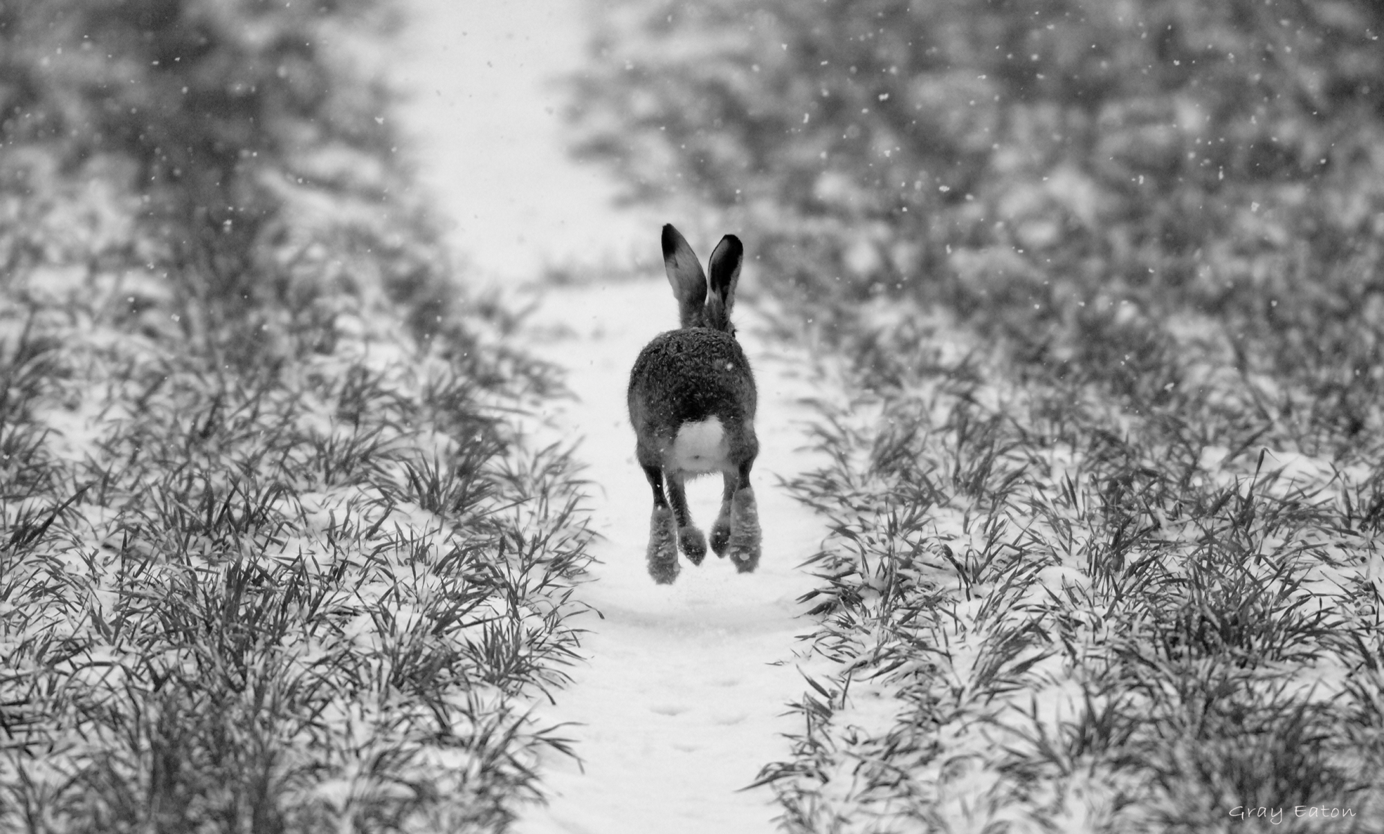 Gray Eaton Photography, Hare, Winter, Snow, countryside , black and white, monochrome