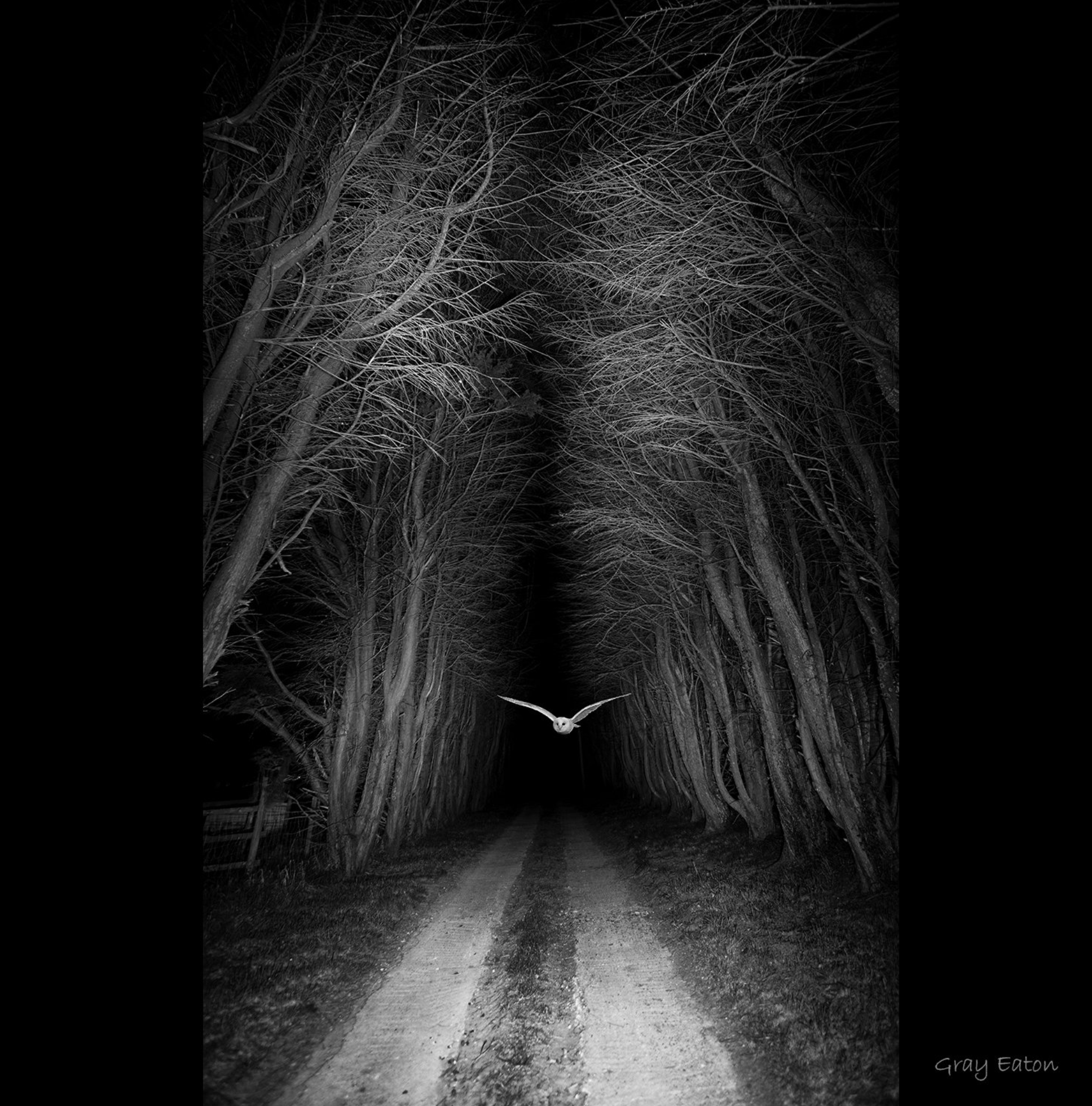 owl, night, black and white, monochrome, countryside, Gray Eaton Photography