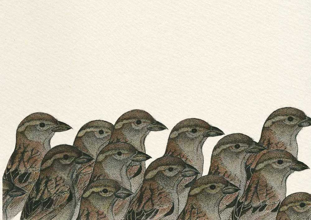 House-sparrows-original-Anna-Vialle