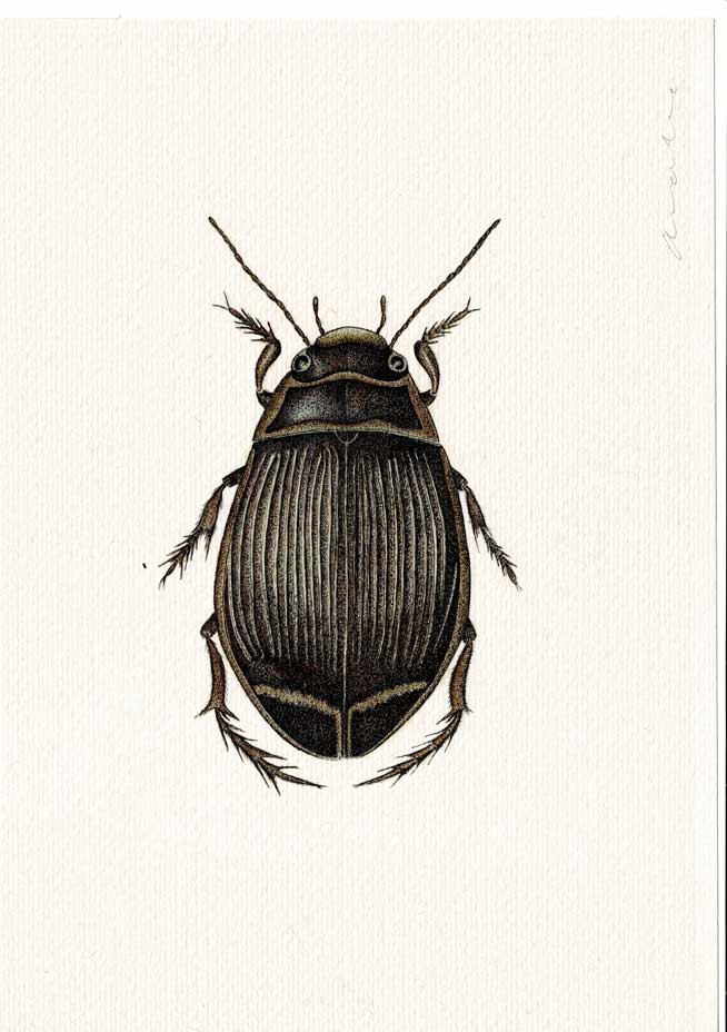 Diving-Beetle-Anna Vialle